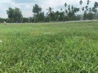 Chính Chủ Cần Bán 1100M2 Đất Nằm Quy Hoạch Khu Dân Cư. Có Thổ Cư Giá Rẻ Nhất Khu Vực