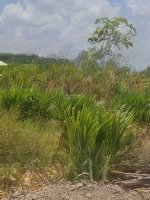 1000M2 Đường 3M Cặp Kênh. Làm Nhà Vườn