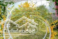 Cần Bán Homestay Tại Thanh Sơn, Minh Phú, Sóc Sơn Sẵn Khai Thác