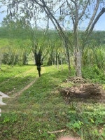 Bán 8632 M2 Đất Tại Thành Tân - Thạch Thành - Thanh Hoá