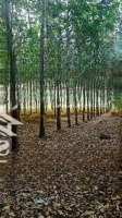 Bán Đất Lộc Ninh, 3,2 Tỷ, 10.906 M2, Sẵn Sổ Đỏ, Đất Vuông Vức, 800 Cao Su, 20 Cây Ăn Trái 15 Năm