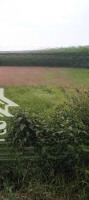 Chính Chủ Cần Bán Lô Đất 2000M2 Trong Đó Có 200M2 Ont Tại Cư Yên - Lương Sơn - Hoà Bình