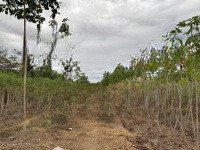 Bán Cắt Lỗ Lô Đất Sổ Sẵn Giá Bán 480 Triệu Xã Lộc Thành, Huyện Lộc Ninh, Bình Phước