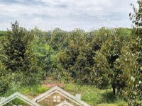 3.9 Sào Sầu Riêng Bói, Đất Đỏ Bazan, 600M2 Thổ Cư Lộc Ninh - Bình Phước