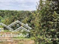 3.9 Sào Sầu Riêng Bói, Đất Đỏ Bazan, 600M2 Thổ Cư Lộc Ninh - Bình Phước