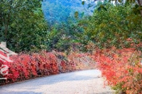 Biệt Thự Song Lập, 14 Tỷ, Hướng Đông Nam, View Hồ Thiên Thanh, Duy Nhất Hai Suất Ngoại Giao