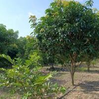 Cần ra nhanh  chủ hạ giá sập sàn giá chỉ còn 795triệu/sào vườn cây ăn trái tại Gia Kiệm