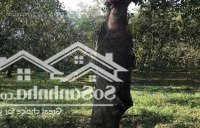 Cần Bán Nhanh Mảnh Đất Mặt Tiền Tại Quốc Lộ 20, Túc Trưng, Định Quán, Đồng Nai.