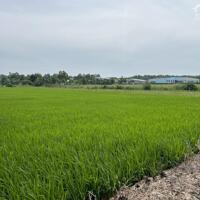 200tr b.á.n 1000m2 đất cách TL864 chỉ 50m, Tân Thành, Gò Công Đông, Tiền Giang.