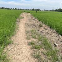 200tr b.á.n 1000m2 đất cách TL864 chỉ 50m, Tân Thành, Gò Công Đông, Tiền Giang.
