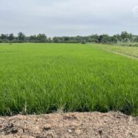 200tr b.á.n 1000m2 đất cách TL864 chỉ 50m, Tân Thành, Gò Công Đông, Tiền Giang.