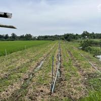 200tr b.á.n 1000m2 đất cách TL864 chỉ 50m, Tân Thành, Gò Công Đông, Tiền Giang.