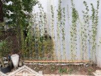Chính Chủ Cần Bán Gấp Mảnh Đất Thổ Cư Tại Trung Tâm Tổ 5 Phường Phúc Lợi, Long Biên