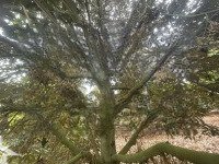 Chủ Cần Bán Nhanh Lô Đất Phủ Hồng 2500M2 Gần Trung Tâm Xã Bảo Bình, Huyện Cẩm Mỹ, Tỉnh Đồng Nai