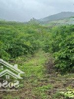 Bán Đất Phúc Thọ, 3000M2, Giá Ưu Đãi Tại Lâm Hà, Lâm Đồng
