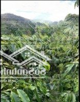Bán Đất Phúc Thọ, 3000M2, Giá Ưu Đãi Tại Lâm Hà, Lâm Đồng