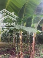 Bán Gần 5 Sào Đất Trồng Chuối Cây Mô Gần Quốc Lộ 20 Định Quán Đồng Nai