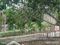 Chính Chủ Nhờ Bán Hộ 139M2 Đất Tại Đồng Trạng Cổ Đông, Vị Trí Đẹp 0383181389