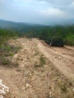 Bán Đất Trồng Cây Sinh Lời Cao Đất Rẻ Hơn Bán Cây