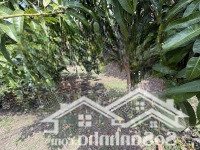 Vườn Cây Ăn Trái View Đồi Tại Đồng Nai Giá Cực Tốt Chỉ 900 Triệu Sở Hữu Ngay Cơ Hội Đầu Tư Sinh Lời Cao