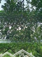 Cần Bán Lô Đất Thổ Cư Bên Ấp Bưng Cần, Diện Tích 172M2, Thổ Cư 133M. Giá Bán 640 Triệu. Liên Hệ: 0919.093.496