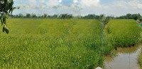 Bán 2.150M2 - Thổ Cư 100% - (27.4M X 78M) Đường Nhựa 3.5M, Xã Ba Sao, H Cao Lãnh