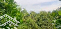 Bán Vườn Mít, Sầu Riêng: 31.500M² (Mặt Tiền 30M, Nở Hậu) Đường Nhựa 3.5M, Xã Phương Thịnh