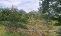 Bán Vườn Mít, Sầu Riêng: 31.500M² (Mặt Tiền 30M, Nở Hậu) Đường Nhựa 3.5M, Xã Phương Thịnh