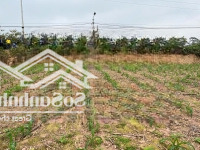 Siêu Phẩm Mới,Mảnh Đất Ruộng Tuyệt Đẹp Bámmặt Đường Tl414 Tại Minh Quang,Ba Vì,Hà Nội.view Sông Đà