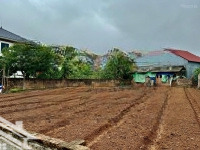 Bán Lô Hoa Hậu Tại Khoái Châu Hưng Yên!