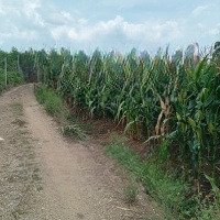 Bán Lô Đất Đẹp Mua Kinh Doanh Có Lời Cao