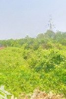 Bán 2368M2 Đất (1368M2 Thổ) Đường Dương Công Khi, Hóc Môn, Giá Chỉ 60 Tỷ