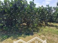 Bán Đất Kcn Sông Cầu Đẹp Để Ạ/C Đầu Tư Tách