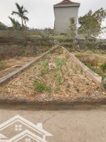 Bán Đất Tại Xã Phụng Châu, Chương Mỹ, 52M2, Đường Thông, Ô Tô, Kinh Doanh Đỉnh, Mặt Tiền Đẹp