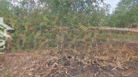 Bán Lô Đất Chính Chủ :Diện Tích204M , 5 X 38,4M Có Thổ Cư . Gần Chợ Mới Và Trường Cao Đẳng Bình Phước