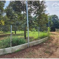 Bán đất vườn sầu riêng