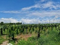 Bán Đất Trống Gần Nova World Phan Thiet Diện Tích Hơn 4Ha2