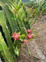 Bán Đất Trống Gần Nova World Phan Thiet Diện Tích Hơn 4Ha2