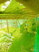 Chính Chủ Cần Bán Gấp Đất Mặt Tiền Huyện Phú Vang, Tp Huế