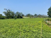 Bán Đất Đt 604, Hòa Phong, Hòa Vang, Đà Nẵng, 990 Triệu, 120 M2, Hot! Uy Tín