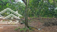 Bán 9.500M2 Vườn Trái Cây Đủ Loại Có 300M2 Thổ Cư Đường Nhựa Tp. Long Khánh