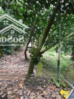 Bán 8 Công Mít, Sầu Riêng Mặt Tiền Tl865