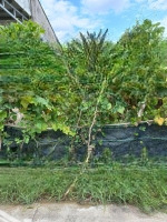 Chỉ 1,9 Tỷ Có Căn Nhà Vườn Xinh Xắn, 15X19,5M, 289M2, 100 Thổ Cư, Hẻm Ô Tô