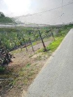 Bán Nhanh Lô Đất Mặt Tiền Đường Nhựa Mà Chỉ 5 Triệu/M2 Tại Tdp Phú Thứ - P Ninh Giang - Ninh Hòa