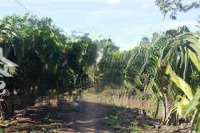 Cho Thuê 1000M Tân Hải, Lagi, Bình Thuận
