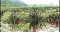 Cho Thuê 1000M Tân Hải, Lagi, Bình Thuận