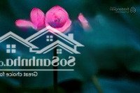 Chính Chủ Bán Nhà Mặt Phố Nguyễn Siêu, Hoàn Kiếm Vị Trí Đẹp