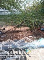 Đất Bán Thổ Cư 116M2 Xdtd. Giá Đang 445 Triệu Lê Văn Lương, Long Hậu, Long An. Shr, Sang Tên Trong Ngày