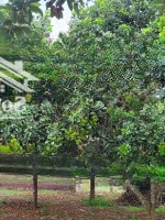 Bán Vườn Trái Cây Khoảng Hơn 1 Mẫu 9 Sẵn 300Tc Hơn 400M Mặt Tiền Đường Bê Tông. Giá Bán 15,5 Tỷ