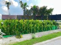 Thanh Lý Lô Đất 2 Mặt Tiền Kdc Dragon Pearl Xã Đức Hòa Đông Đối Diện Kcn An Hạ Bình Chánh